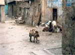 Het tehuis met de omgeving zoals het er in 2001 uitzag